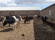 Satılır 5 otaqlı 2000 m2 obyekt Müşfiqabad