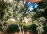 Satılır 5 sot torpaq Saray