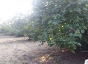 Satılır 226 sot torpaq Xaçmaz