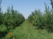 Satılır 154 sot torpaq Qusar