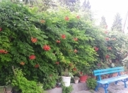 Satılır 4 otaqlı 200 m2 bağ evi Şüvəlan Park ticarət mərkəzi