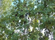 Satılır 500 sot torpaq Xaçmaz