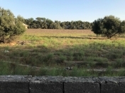 Satılır 100 sot torpaq Buzovna