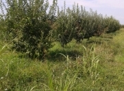 Satılır 68 sot torpaq Xaçmaz