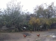 Satılır 4 sot torpaq Xırdalan