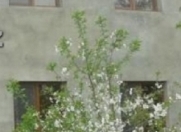 Satılır 4 otaqlı 150 m2 həyət evi Saray