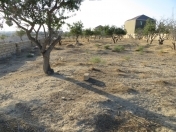 Satılır 8 sot torpaq Saray