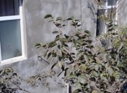 Satılır 3 otaqlı 92 m2 həyət evi Binə