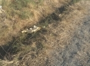 Satılır 514 sot torpaq Qobu