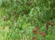 Satılır 500 sot torpaq Xaçmaz