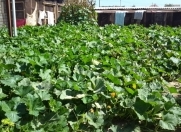 Satılır 2 otaqlı 45 m2 bağ evi Buzovna