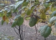 Satılır 12 sot torpaq Nardaran