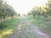 Satılır 10.98 sot torpaq Quba