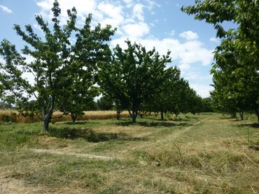 Satılır 60 sot torpaq Xəzər r.