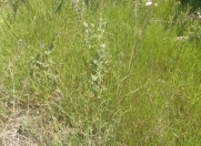 Satılır 1 sot torpaq Xırdalan