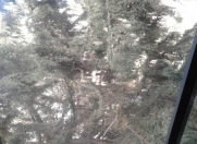 Satılır 1 otaqlı 45 m2 həyət evi Binə