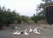 Satılır 6 otaqlı 330 m2 həyət evi Şabran