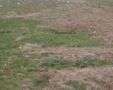 Satılır 30 sot torpaq Məhəmmədli
