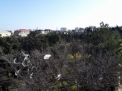 Satılır 40 sot torpaq Bilgəh