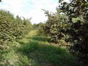 Satılır 32 sot torpaq Xaçmaz