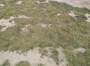 Satılır 2 sot torpaq Hövsan