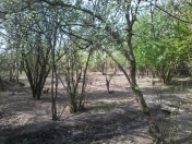 Satılır 2 otaqlı 150 m2 bağ evi Salyan