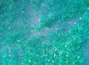 Satılır 2.5 sot torpaq Ramana