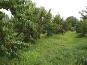 Satılır 400 sot torpaq Xaçmaz