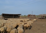 Satılır 3 otaqlı 180000 m2 obyekt Saatlı