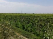 Satılır 1 otaqlı 110000 m2 obyekt Salyan