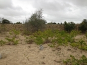 Satılır 2 otaqlı 2300 m2 bağ evi Nardaran