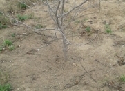 Satılır 10 sot torpaq Sumqayıt