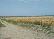 Satılır 50000 sot torpaq Kürdəmir