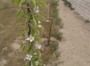 Satılır 8 sot torpaq Zirə