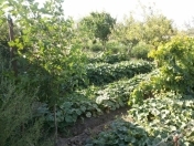 Satılır 10 sot torpaq Naxçıvan