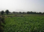 Satılır 10 sot torpaq Pirşağı