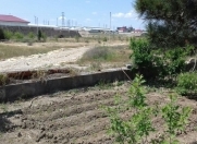 Satılır 160 sot torpaq Müşfiqabad