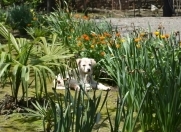 Satılır 2 otaqlı 200 m2 həyət evi Lənkəran