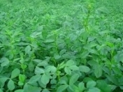 Satılır 2 sot torpaq Naxçıvan