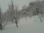 Satılır 450 sot torpaq Quba