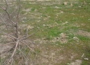 Satılır 2.5 sot torpaq Sumqayıt