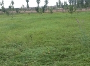 Satılır 23 sot torpaq Quba