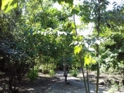 Satılır 2 otaqlı 150 m2 həyət evi Salyan