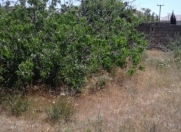 Satılır 14 sot torpaq Novxanı