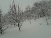 Satılır 450 sot torpaq Quba