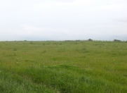 Satılır 6 sot torpaq Masazır