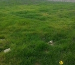 Satılır 5 sot torpaq Binəqədi