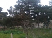 Satılır 50 sot torpaq Şüvəlan