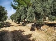 Satılır 3 sot torpaq Azadlıq prospekti m.