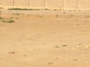 Satılır 50 sot torpaq Pirşağı